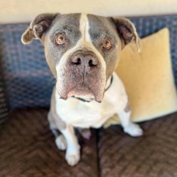 Lok Lager -  Pit Bull Terrier Dog for Adoption in Ramona, California - Lok Lager | PetCurious