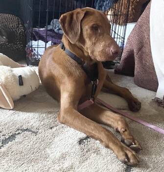 Fritz -  Mixed Breed Dog for Adoption in Maineville, Ohio - Fritz | PetCurious