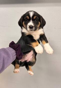 Bernese Mountain Dog and Beagle Dogs Available for Adoption in Morton Grove, Illinois - Hibiscus | PetCurious