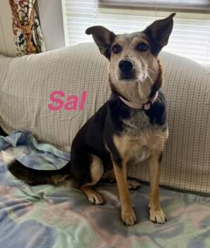 Sal -  Australian Cattle Dog Blue Heeler and Mixed Breed Dog for Adoption in Morristown, New Jersey - Sal | PetCurious
