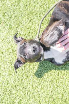 Pluto -  Terrier Dog for Adoption in Hilton Head Island, South Carolina - Pluto | PetCurious