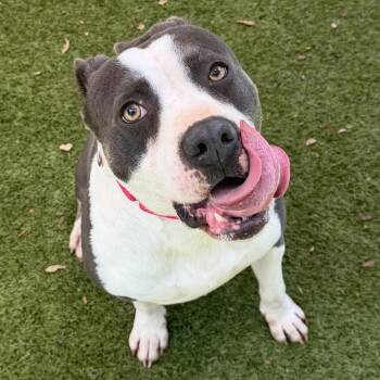 Mixed Breed Dogs Available for Adoption in Titusville, Florida - Danny | PetCurious