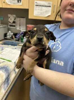 Mixed Breed Dogs Available for Adoption - Zeke | PetCurious