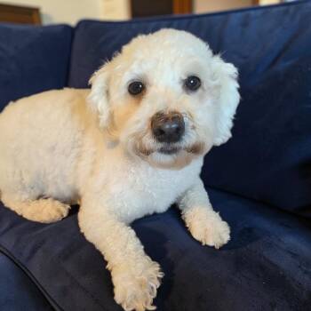 Tiffany -  Bichon Frise Dog for Adoption in Berwick, Pennsylvania - Tiffany | PetCurious