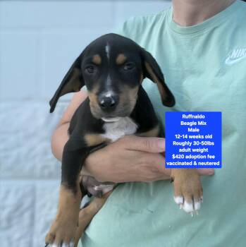 Ruffnaldo -  Beagle Dog for Adoption in Oviedo, Florida - Ruffnaldo | PetCurious