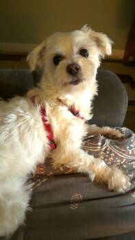 Maltese Dogs Available for Adoption - Princess | PetCurious