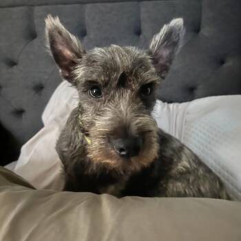 Simon -  Miniature Schnauzer and Scottish Terrier Dog for Adoption in Baldwin, Maryland - Simon | PetCurious