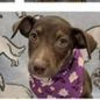Godiva -  Shepherd and Mountain Cur Dog for Adoption in Clearwater, Florida - Godiva | PetCurious