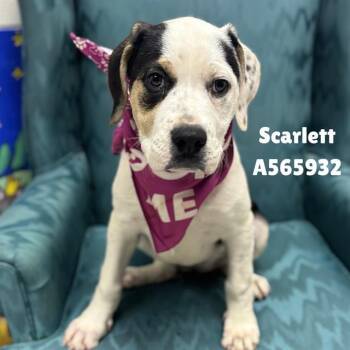 Pit Bull Terrier Dogs Available for Adoption - SCARLETT | PetCurious
