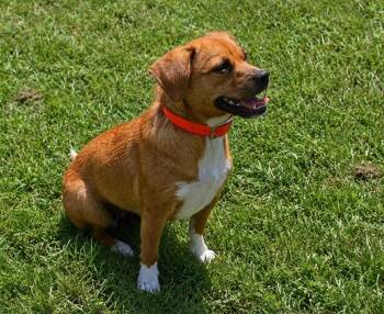 Rausie -  Mixed Breed Dog for Adoption in Groveland, Massachusetts - Rausie | PetCurious