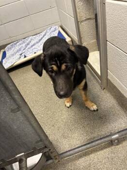 TROY -  Beagle and Mixed Breed Dog for Adoption - TROY | PetCurious