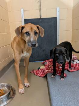 Clementine & Hazelnut - BONDED -  Labrador Retriever and Hound Dog for Adoption in Herndon, Virginia - Clementine & Hazelnut - BONDED | PetCurious