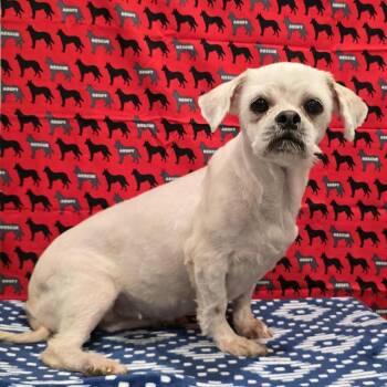 Lorelai -  Shih Tzu Dog for Adoption in Washburn, Missouri - Lorelai | PetCurious
