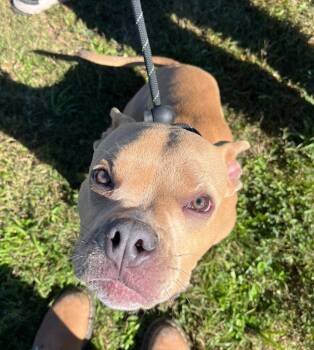 Rescue Pit Bull Terrier and Mixed Breed Dogs for Adoption in Fayetteville, Arkansas - Tangerine | PetCurious