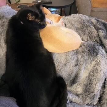 Titos -  Chihuahua and Mixed Breed Dog for Adoption in Buffalo, Minnesota - Titos | PetCurious