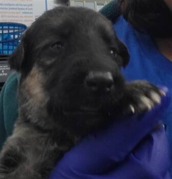 Rescue Mixed Breed Dogs for Adoption in Dallas, Texas - ATHENA | PetCurious