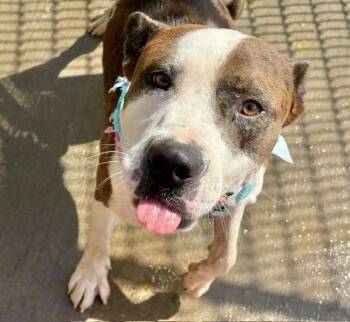 GEORGE FOREMAN -  Pit Bull Terrier and Mixed Breed Dog for Adoption in Tulsa, Oklahoma - GEORGE FOREMAN | PetCurious