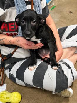 Sedna 4351E -  Chihuahua and Rhodesian Ridgeback Dog for Adoption - Sedna 4351E | PetCurious