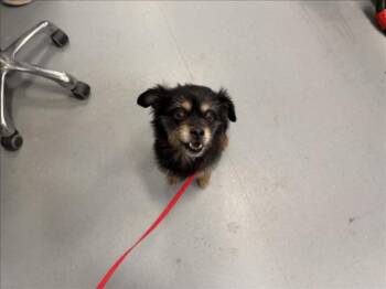 RICO -  Mixed Breed Dog for Adoption in Santa Fe, New Mexico - RICO | PetCurious