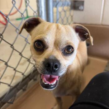 Brumby -  Chihuahua and Pug Dog for Adoption in Reno, Nevada - Brumby | PetCurious