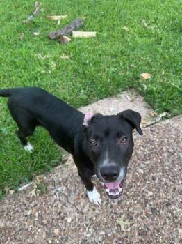 Jett -  Border Collie and Black Labrador Retriever Dog for Adoption in Dallas, Texas - Jett | PetCurious