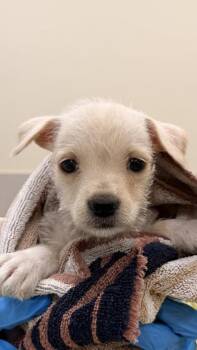 Terrier and Mixed Breed Dogs Available for Adoption in Honolulu, Hawaii - Farina | PetCurious