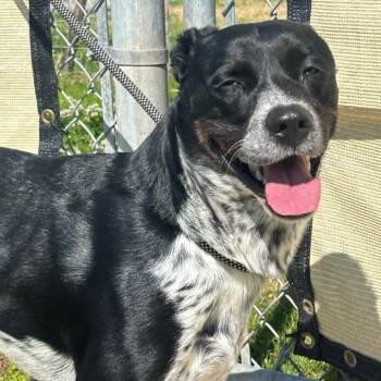 Boba -  Cattle Dog and Mixed Breed Dog for Adoption in League City, Texas - Boba | PetCurious