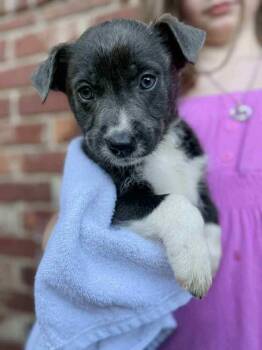 Rescue Mixed Breed Dogs for Adoption in Statesboro, Georgia - Hip-Hop | PetCurious