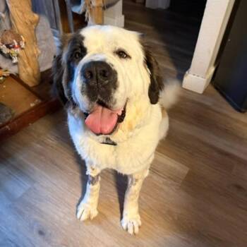 Saint Bernard Dogs Available for Adoption in Rochester, Minnesota - Cleo | PetCurious