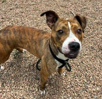 Diamond -  Pit Bull Terrier Dog for Adoption in Canon City, Colorado - Diamond | PetCurious