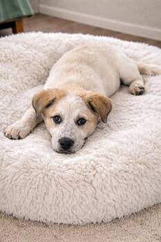 Great Pyrenees and Labrador Retriever Dogs Available for Adoption - Bandit | PetCurious