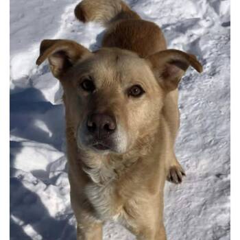Husky Dogs Available for Adoption in Anchorage, Alaska - Tiger | PetCurious