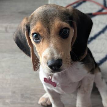 Marley -  Beagle Dog for Adoption in Rockville, Maryland - Marley | PetCurious