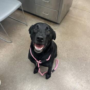 Black Labrador Retriever Dogs Available for Adoption in Chattanooga, Tennessee - Noir | PetCurious