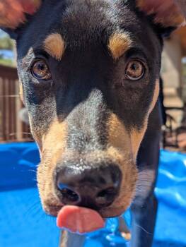 German Shepherd Dog Dogs Available for Adoption in Colorado Springs, Colorado - Oscar (Buck) | PetCurious