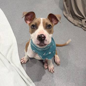 Clyde -  Mixed Breed Dog for Adoption in Canal Winchester, Ohio - Clyde | PetCurious