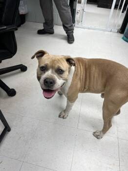 American Staffordshire Terrier Dogs Available for Adoption - NOTAKU | PetCurious