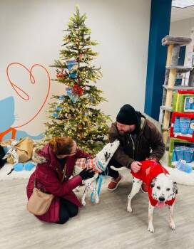 Dalmatian Dogs Available for Adoption in Minneapolis, Minnesota - Checkers / Camo | PetCurious