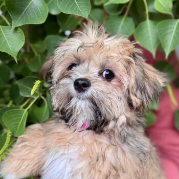 Shih Tzu Dogs Available for Adoption in Fresno, California - BABY LONDON | PetCurious