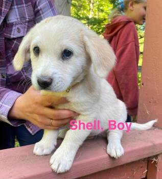 Shell -  Labrador Retriever and Great Pyrenees Dog for Adoption in Vancouver, Washington - Shell | PetCurious