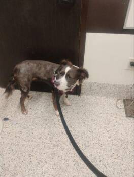 Hazel -  Mixed Breed Dog for Adoption in Atlanta, Georgia - Hazel | PetCurious