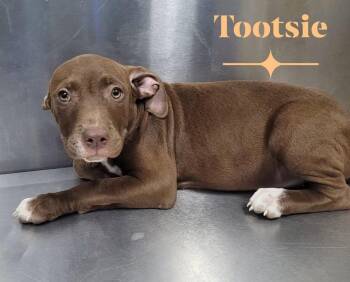 Tootsie -  Pit Bull Terrier Dog for Adoption in Carmel Hamlet, New York - Tootsie | PetCurious