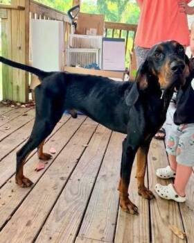 Leroy -  Black And Tan Coonhound Dog for Adoption in Charleston, South Carolina - Leroy | PetCurious