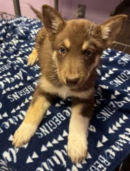 61485851 -  Husky and German Shepherd Dog Dog for Adoption in El Paso, Texas - 61485851 | PetCurious