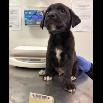 Ratte -  Mixed Breed Dog for Adoption in Charleston, West Virginia - Ratte | PetCurious