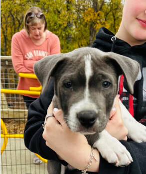 Rescue Terrier Dogs for Adoption in Dallas, Texas - Alexander Aka Xander Nka Rhino | PetCurious