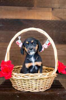 483-26 -  Australian Cattle Dog Blue Heeler Dog for Adoption in Brighton, Colorado - 483-26 | PetCurious