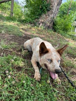 Cattle Dog and Australian Shepherd Dogs Available for Adoption in Clarksville, Tennessee - Gina | PetCurious