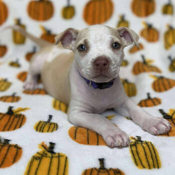 Rescue Labrador Retriever Dogs for Adoption in St. Peters, Missouri - Haverty | PetCurious