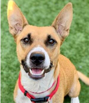 Diamond -  Basenji and Pit Bull Terrier Dog for Adoption in West Hollywood, California - Diamond | PetCurious